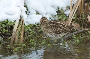 Jack Snipe - next to snow covered riverbank