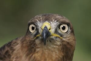 Buzzards Collection: Jackal buzzard - close-up of face showing beak. South Africa