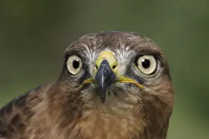 Jackal buzzard - close-up of face showing beak. South Africa