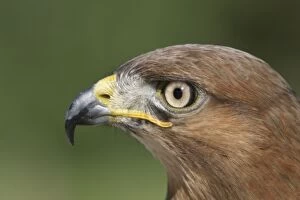 Jackal buzzard - close-up of face showing side view of beak