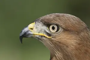 Beaks Prints: Jackal buzzard - close-up of face showing side view of beak. South Africa