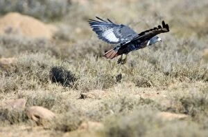 Buzzards Collection: Jackal Buzzard flying low in pursuit of prey. Inhabits mountain ranges and adjacent grassland areas
