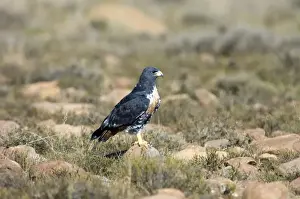 Jackal Buzzard using stone as viewpoint for hunting prey. Inhabits mountain ranges and adjacent grassland areas. Endemic to southern Africa. Mountain Zebra National Park, Eastern Cape, South Africa
