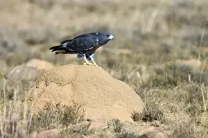 Jackal Buzzard using termite mound as viewpoint for hunting prey. Inhabits mountain ranges and adjacent grassland areas. Endemic to southern Africa. Mountain Zebra National Park, Eastern Cape, South Africa