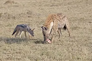 Jackal (Canis mesomelas) harassing Spotted Hyaena - With skull on open savannah plains - Maasai Mara North Reserve Kenya