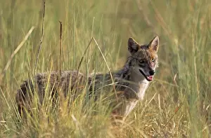 Jackal in the grassland, Corbett National Park, India