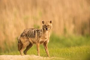 Images Dated 3rd May 2016: Jackal - standing- tail down - Romania