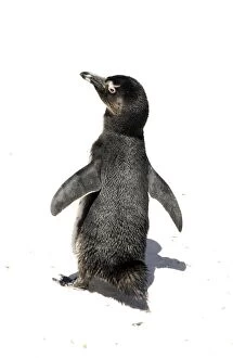 Images Dated 12th December 2003: Jackass / African Penguin at the cape South Africa