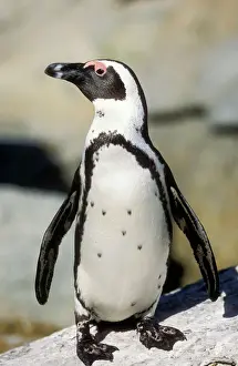 Jackass Penguin