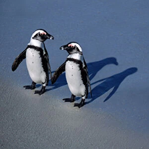 Jackass Penguin -holding hands