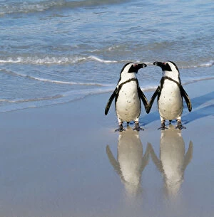Images Dated 17th April 2008: Jackass Penguin - pair holding hands. Digital Manipulation: added Penguin to right