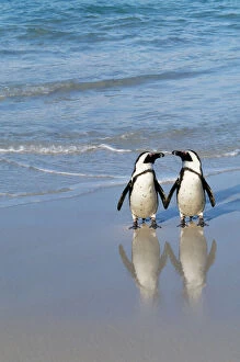 Penguins Collection: Jackass Penguin - pair holding hands. Digital Manipulation: added Penguin to right
