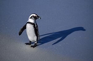 Images Dated 10th March 2005: Jackass Penguin South Africa