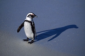 Penguins Collection: Jackass Penguin South Africa