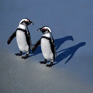 Couples Prints: Jackass Penguin South Africa. Digital manipulation - added Penguin
