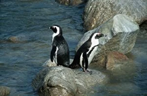 Images Dated 13th November 2007: Jackass penguins Stony Point, Bettys Bay Western Cape, South Africa