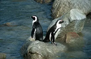 Jackass Prints: Jackass penguins Stony Point, Bettys Bay Western Cape, South Africa