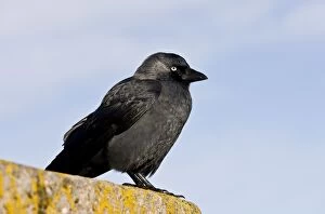 Images Dated 4th November 2012: Jackdaw