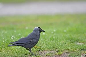 Images Dated 26th June 2009: JACKDAW