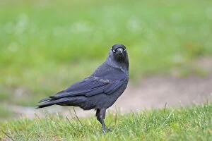 Images Dated 26th June 2009: JACKDAW
