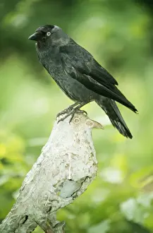 Jackdaw ME 601 On sculpture Corvus monedula © Johan De Meester / ARDEA LONDON