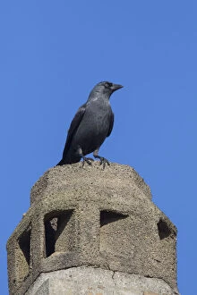 Jackdaw - bird using a chimney for nesting - Germany