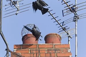 Images Dated 25th March 2012: Jackdaw - two birds taking off in flight from chimney pots