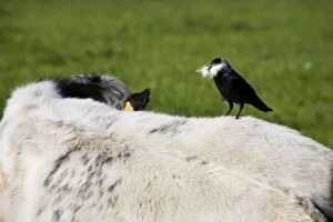 Jackdaw - on cows back with beak full of cowhair to use as nest material