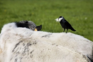 Jackdaw - on cows back with beak full of cowhair to use as nest material Jackdaw - on cows back with beak full of cowhair to use as nest material