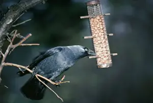 Peanut Prints: Jackdaw - eating peanuts from birdfeeder