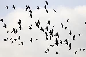 Jackdaw - flock in flight
