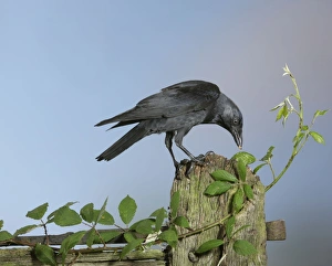 Images Dated 6th September 2008: Jackdaw - on gate post Bedfordshire uk 006248