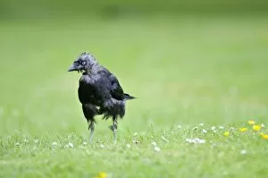 Images Dated 14th May 2008: Jackdaw - on ground