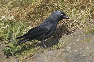 Jackdaws Prints: Jackdaw on the ground. Near Arthur's Seat, Edinburgh, Scotland