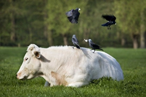 Jackdaw - group on back of cow picking cowhair for nest material Jackdaw - group on back of cow picking cowhair for nest material