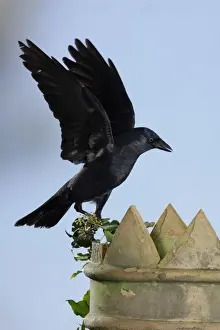 Chimney Prints: Jackdaw - landing on chimney pot Bedfordshire UK 006531