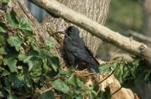 Images Dated 16th December 2010: Jackdaw - at nest with building material
