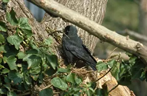 Jackdaws Prints: Jackdaw - at nest with building material