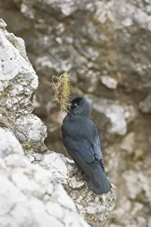 Jackdaws Prints: Jackdaw - with nest material at nest site North Wales UK 005482
