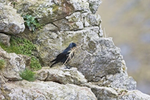 Images Dated 2nd April 2008: Jackdaw - with nest material at nest site North Wales UK 005485