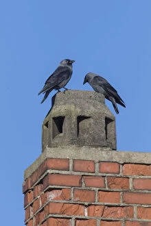 Nest Building Gallery: Jackdaw - pair using a chimney for nesting - Germany