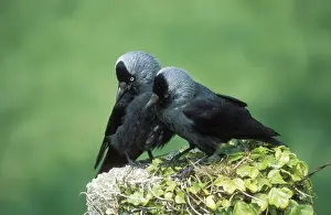 Couples Prints: Jackdaw Pair, West Wales