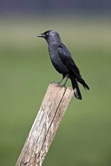 Images Dated 19th April 2011: Jackdaw - perched on fence post