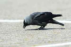 Images Dated 22nd May 2008: Jackdaw - searching for food on car park