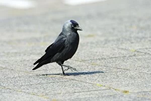 Images Dated 22nd May 2008: Jackdaw - searching for food on car park, Texel, Holland