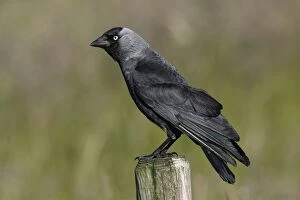Images Dated 18th June 2005: Jackdaw - Sitting on farm fence post Northumberland, England