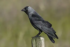Jackdaw - Sitting on farm fence post Northumberland, England