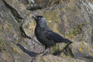 Images Dated 26th June 2005: Jackdaw standing on rocks. Near Arthur's Seat, Edinburgh, Scotland