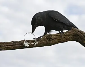 jackdaw - stealing jewellery Bedfordshire uk 006120