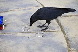 Jackdaw - stealing from purse